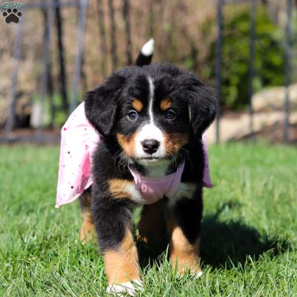 Jewel, Bernese Mountain Dog Puppy